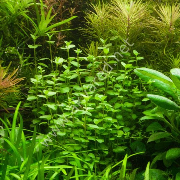 Bacopa australis SAKSI