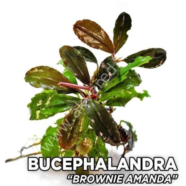 Bucephalandra brownie amanda ADET
