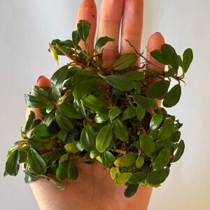 Bucephalandra blue star 10x10cm PORSİYON