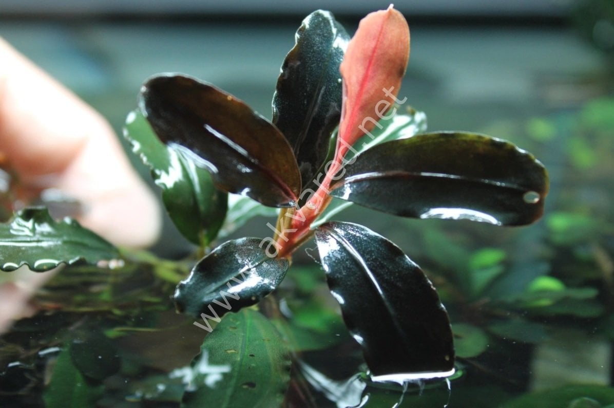 Bucephalandra hades ADET