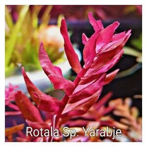 Rotala yerabje  ADET EXVITRO