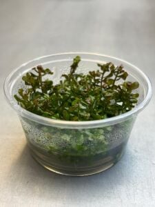 Rotala yerabje  ADET EXVITRO