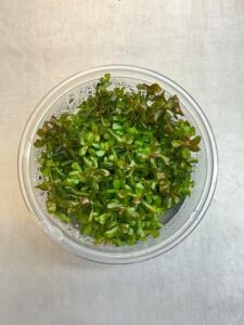 Rotala yerabje  ADET EXVITRO