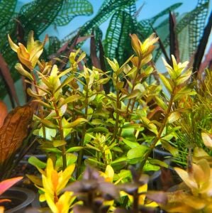 Rotala yao yai BUKET ÖN SİPARİŞ
