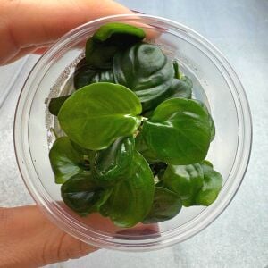 Anubias barteri nana IN VITRO CUP