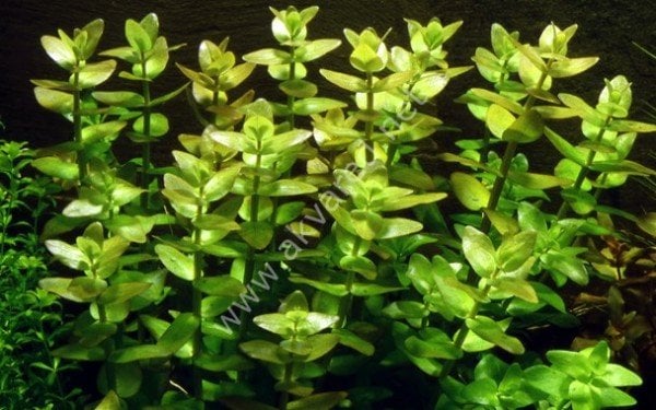 Bacopa caroliniana SAKSI