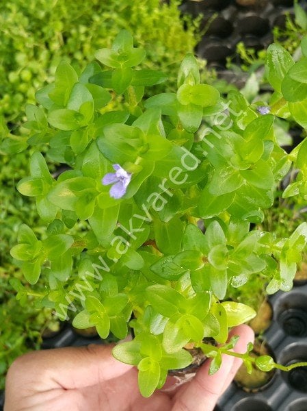 Bacopa caroliniana SAKSI