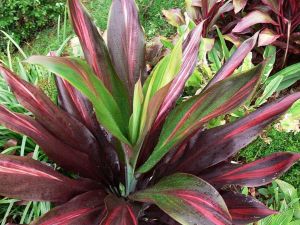 Cordyline red edge BUKET ÖN SİPARİŞ