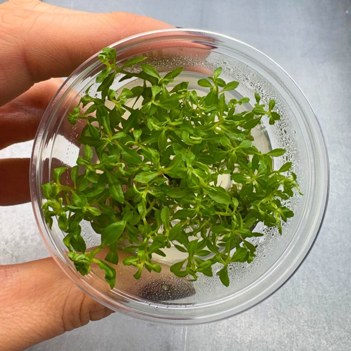 Penthorum sedoides IN VITRO