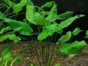 Cryptocoryne pontederifolia red İTHAL BUKET ÖN SİPARİŞ