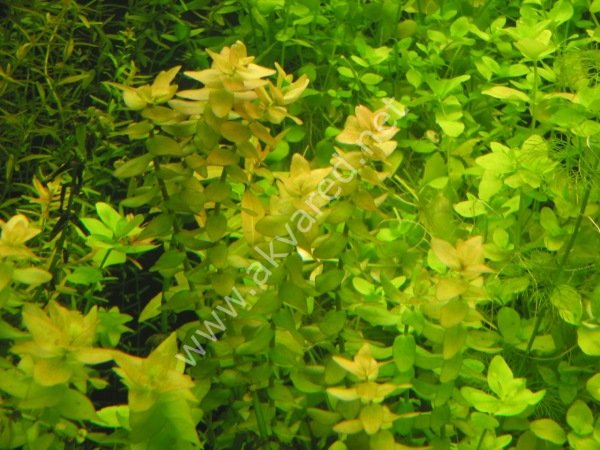 Bacopa caroliniana BUKET İTHAL
