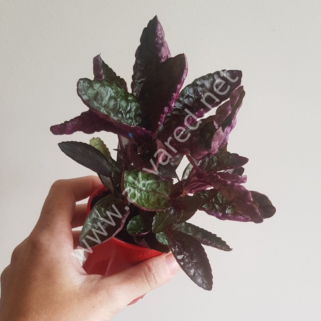 Hemigraphis colorata BUKET ÖN SİPARİŞ