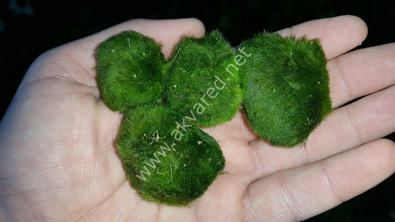 Marimo Moss Ball 7-9 CM 5'Lİ PAKET - ÖN SİPARİŞ
