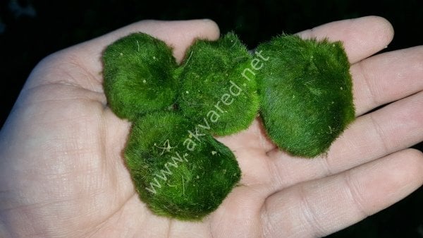 Marimo Moss Ball 7-9 CM 5'Lİ PAKET - ÖN SİPARİŞ