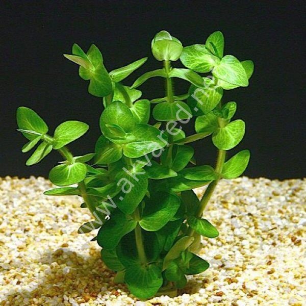 Bacopa lanigera SAKSI