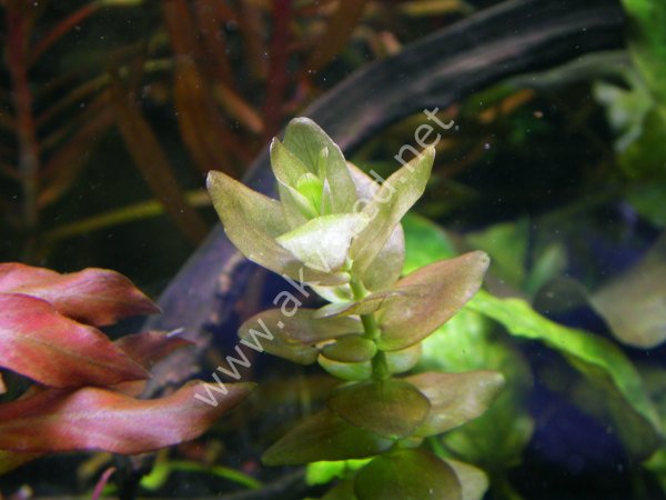 Bacopa lanigera SAKSI