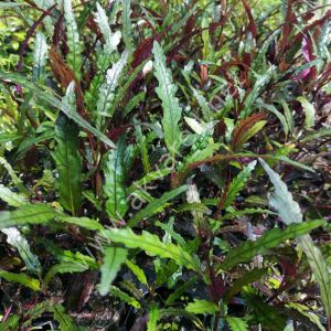 Hemigraphis repanda İTHAL BUKET ÖN SİPARİŞ