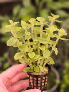 Bacopa lanigera SAKSI