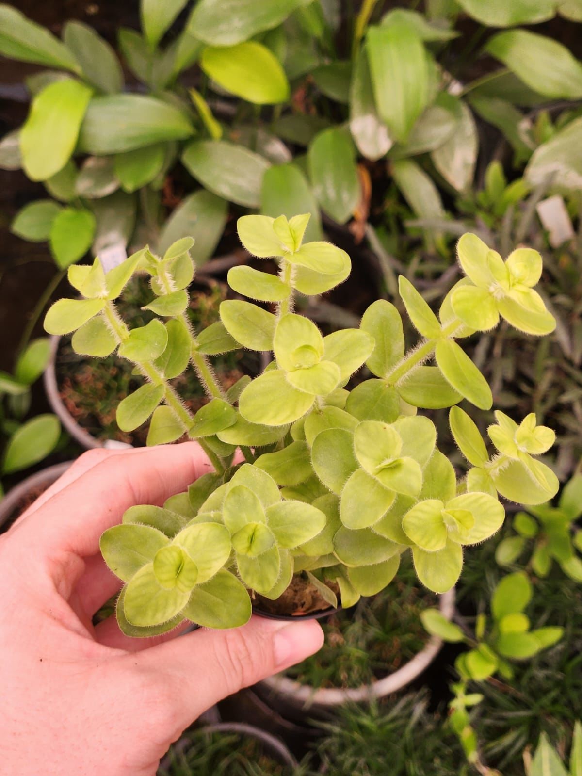 Bacopa lanigera SAKSI