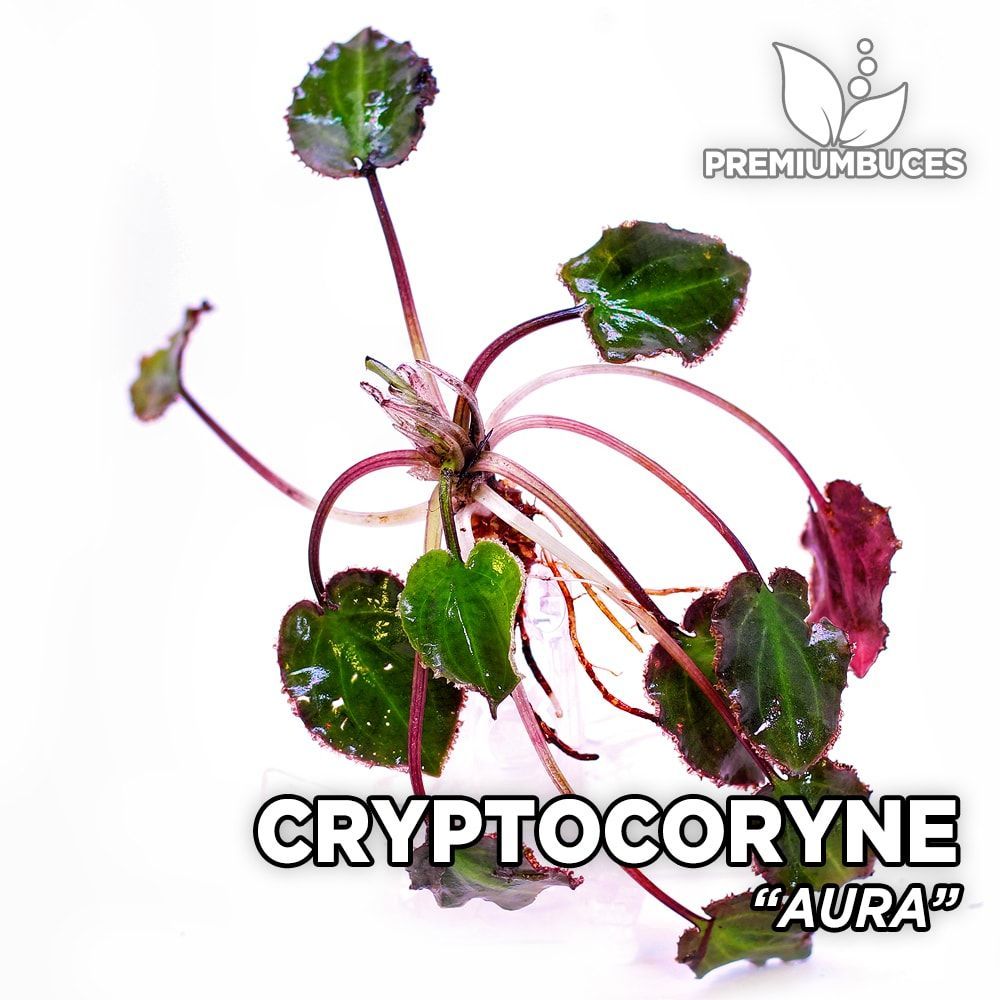 Cryptocoryne aura ADET - ÖN SİPARİŞ