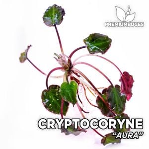 Cryptocoryne aura ADET - ÖN SİPARİŞ