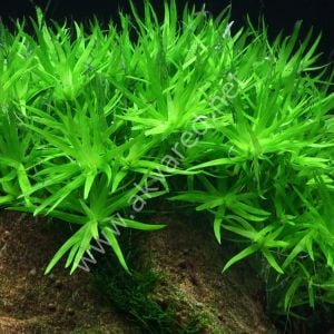 Heteranthera zosterifolia İTHAL BUKET ÖN SİPARİŞ