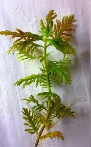 Hygrophila difformis red  PREMIUM POT