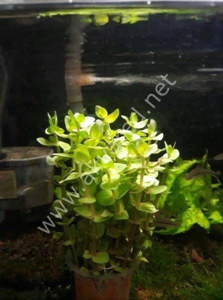 Bacopa lanigera BUKET İTHAL