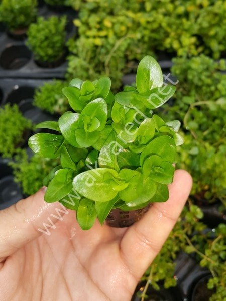 Bacopa lanigera İTHAL BUKET ÖN SİPARİŞ