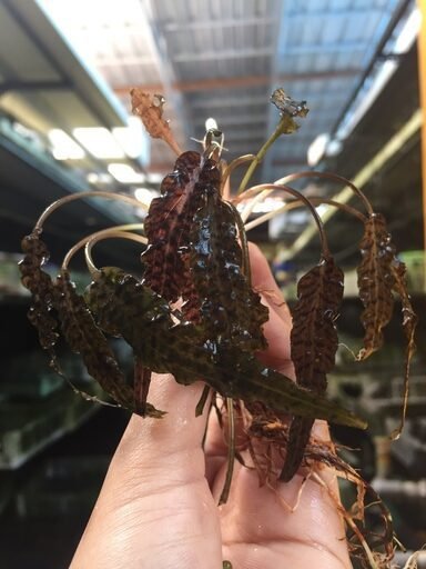 Cryptocoryne eunoii ADET - ÖN SİPARİŞ