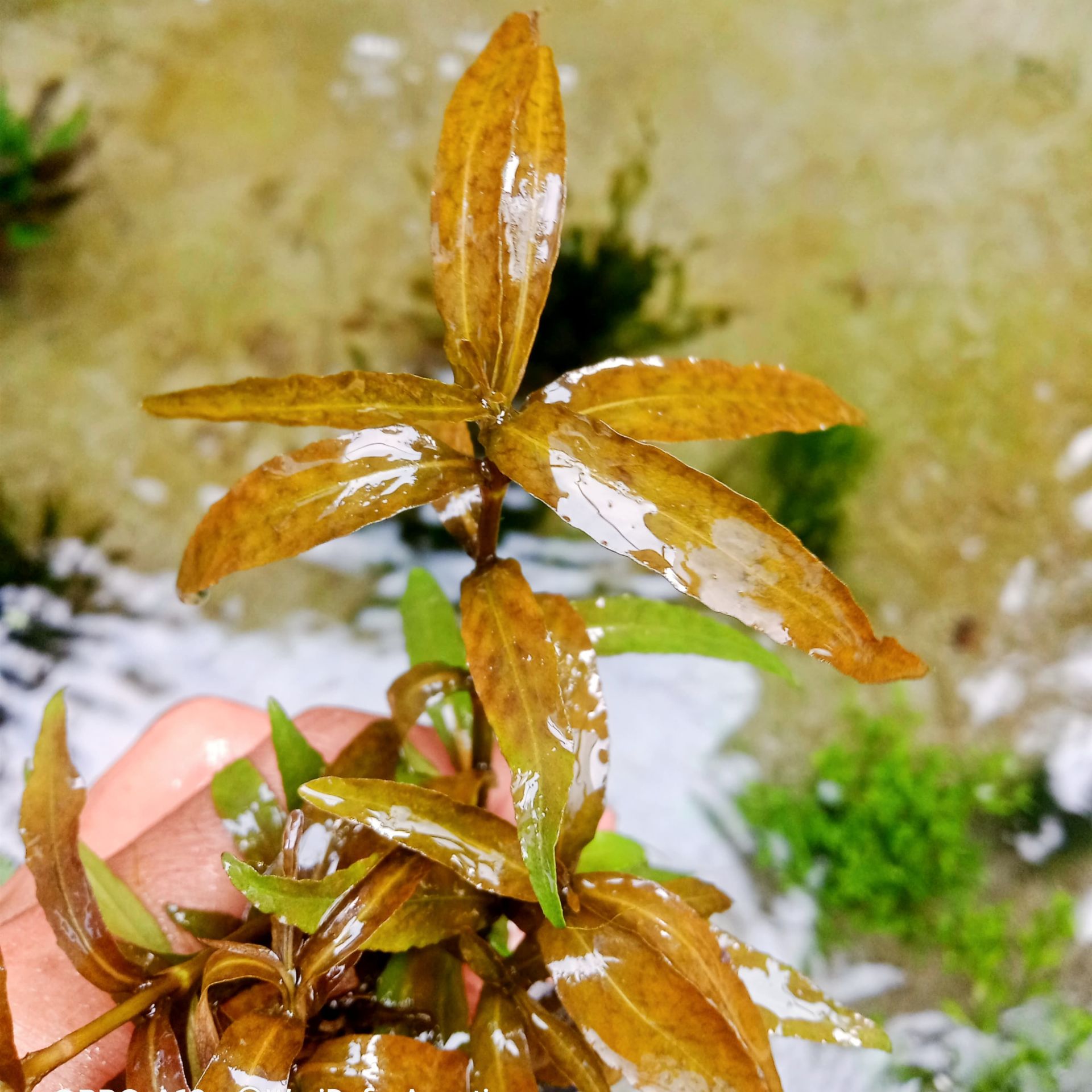 Hygrophila polysperma Tiger İTHAL BUKET ÖN SİPARİŞ