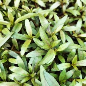 Hygrophila polysperma Tiger BUKET