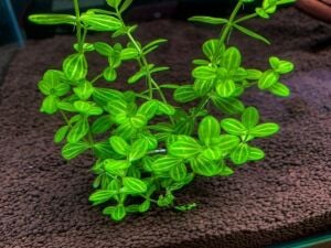 Lindernia rotundifolia  Premium POT