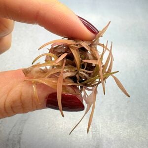 Cryptocoryne ferruginea sekadauensis EXVITRO