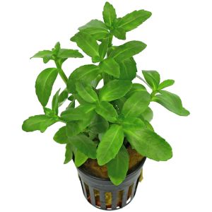 Bacopa madagascariensis SAKSI