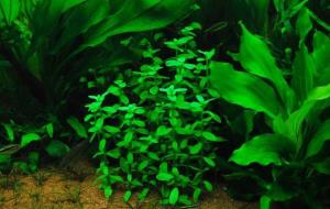Bacopa madagascariensis SAKSI