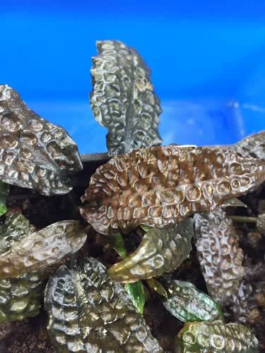 Cryptocoryne keey ADET - ÖN SİPARİŞ