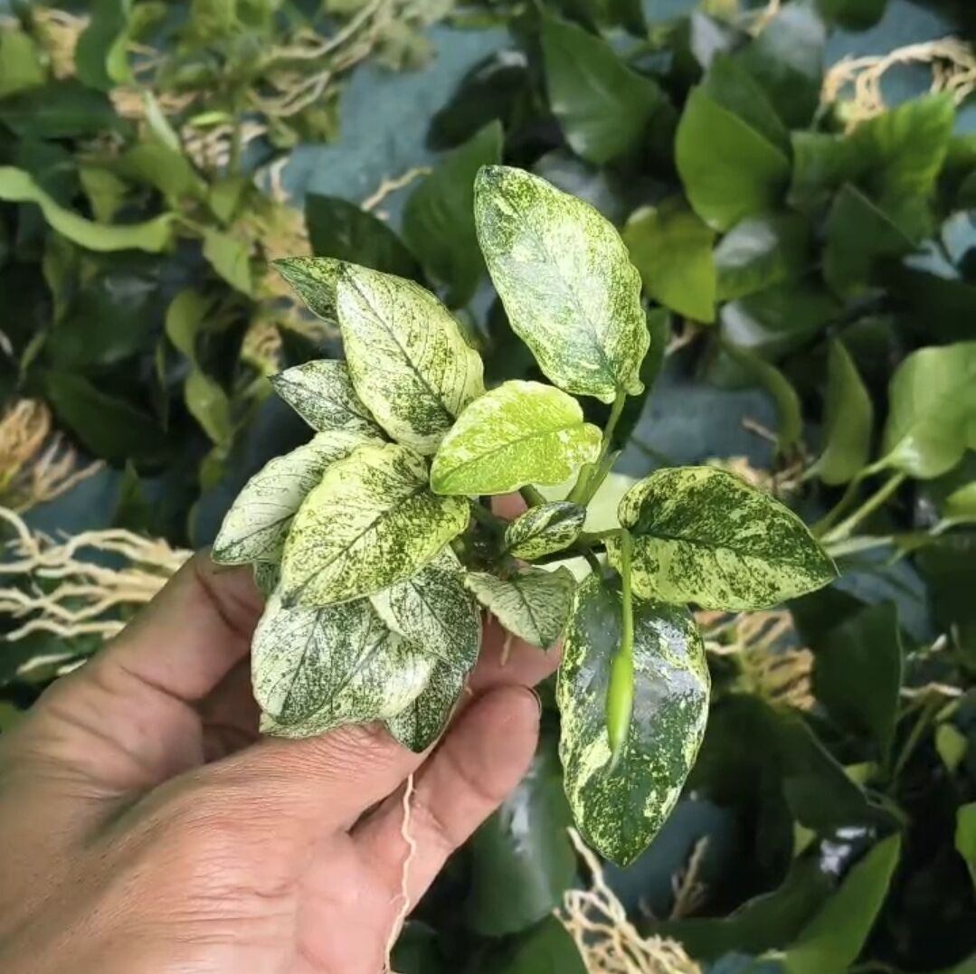 Anubias nana pinto big leaf ADET - ÖN SİPARİŞ