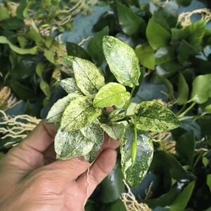 Anubias nana pinto big leaf ADET - ÖN SİPARİŞ