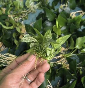 Anubias nana pinto big leaf ADET - ÖN SİPARİŞ