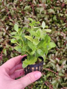 Bacopa madagascariensis SAKSI
