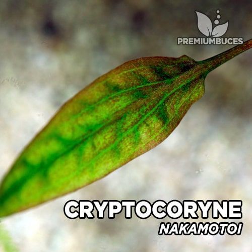 Cryptocoryne nakamotoii ADET - ÖN SİPARİŞ