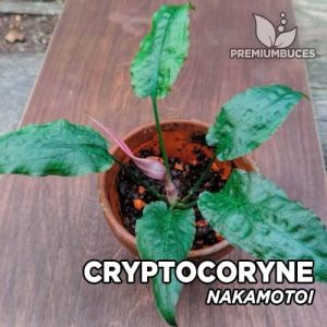 Cryptocoryne nakamotoii ADET - ÖN SİPARİŞ