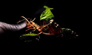 Cryptocoryne nakamotoii ADET - ÖN SİPARİŞ