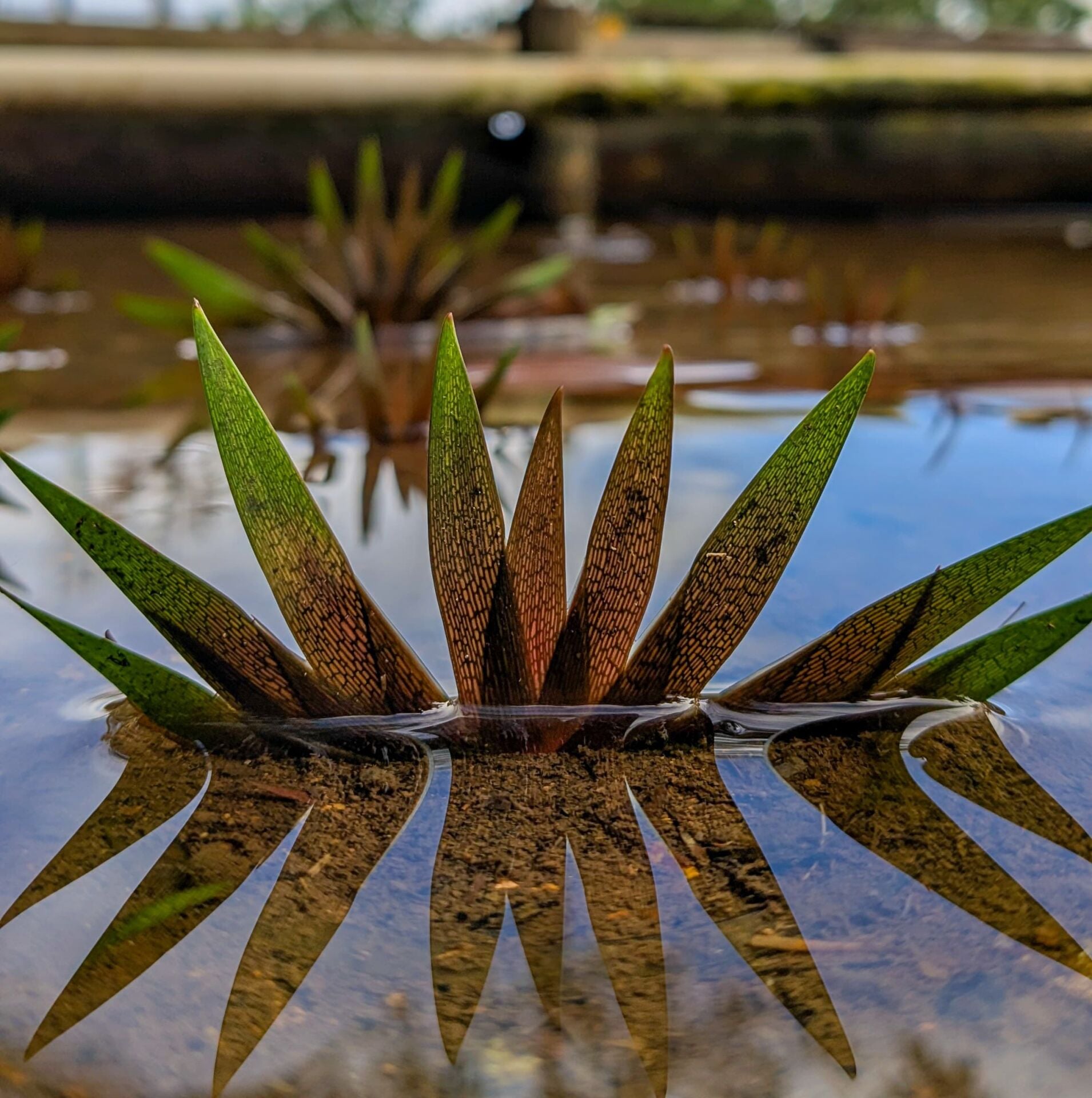 Xyris red mother plant İTHAL ADET