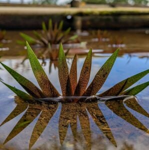 Xyris red mother plant İTHAL ADET