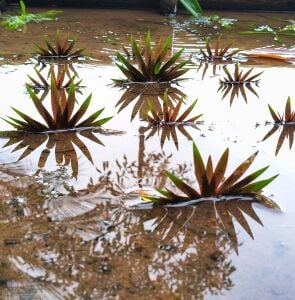 Xyris red mother plant ADET - ÖN SİPARİŞ