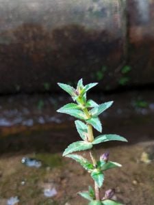 Limnophila mini Kalimantan BUKET