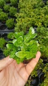 Bacopa madagascariensis BUKET ÖN SİPARİŞ