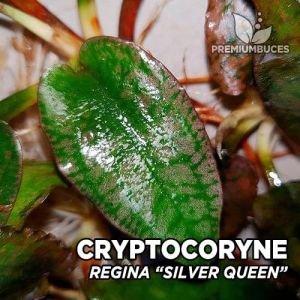 Cryptocoryne regina/silverqueen ADET - ÖN SİPARİŞ